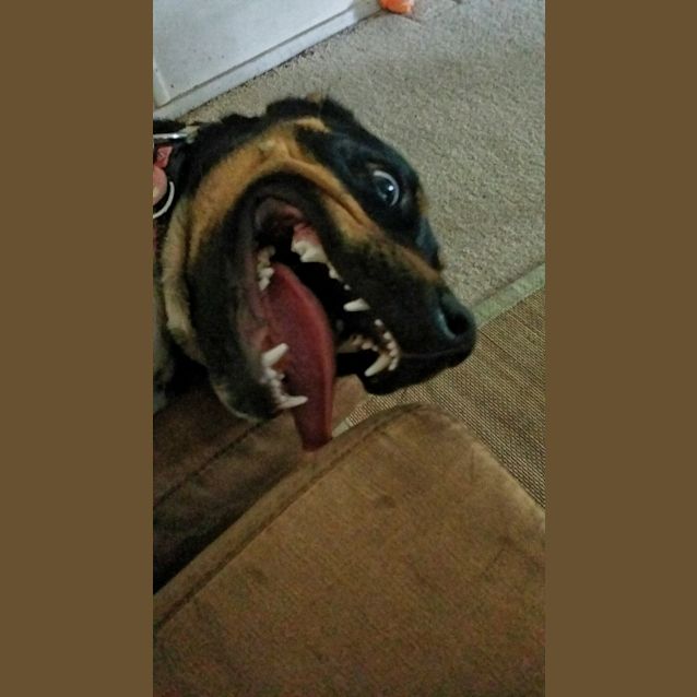 Photo of Lily
