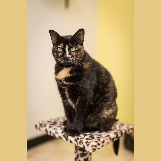 Photo of Gypsy