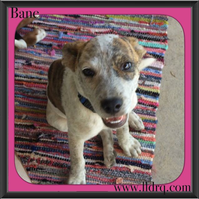 Photo of Bane