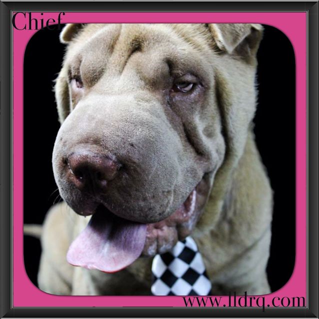 Photo of Cheif