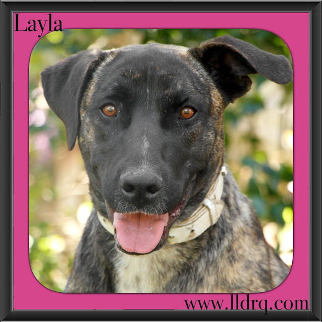 Photo of Layla