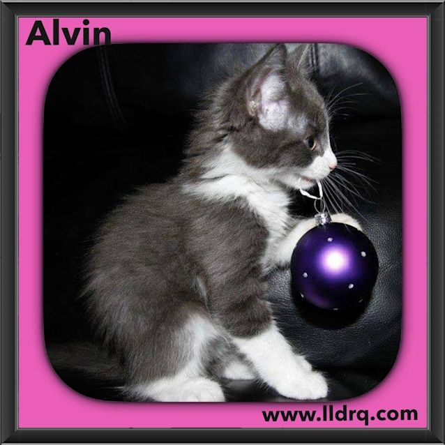 Photo of Alvin