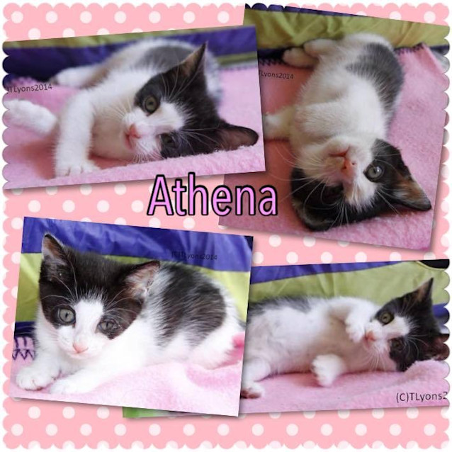 Photo of Athena