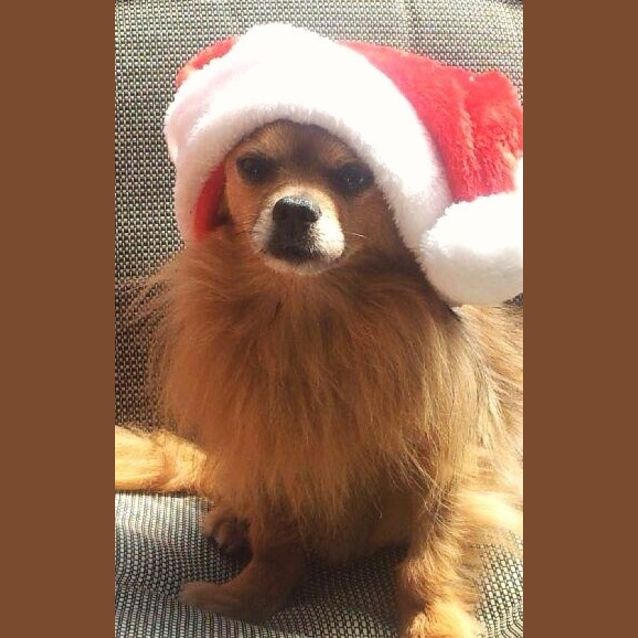 Photo of Bo