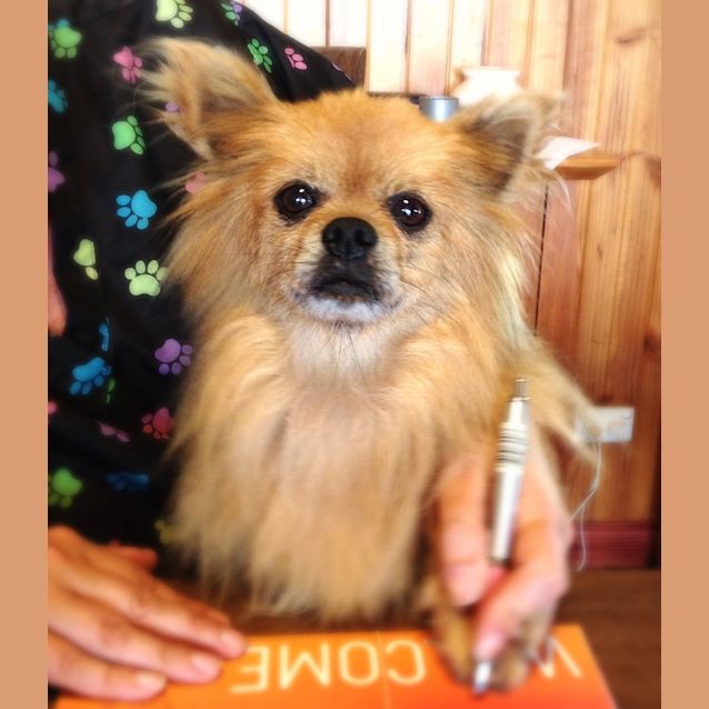 Photo of Bo