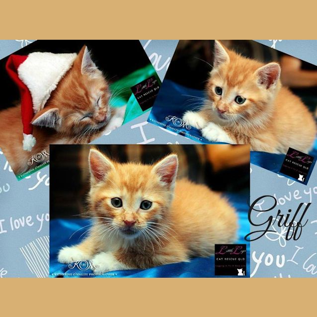 Photo of Griff
