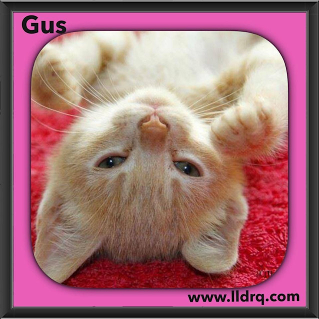 Photo of Gus 