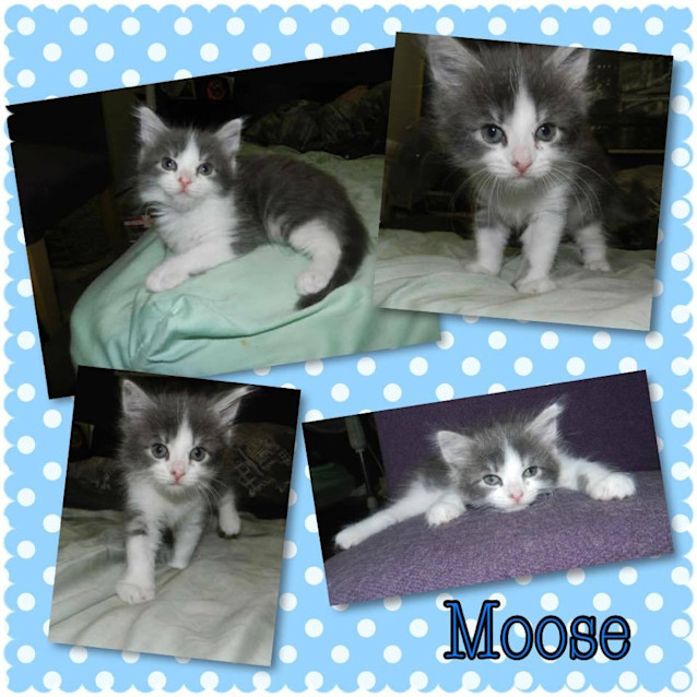 Photo of Moose 