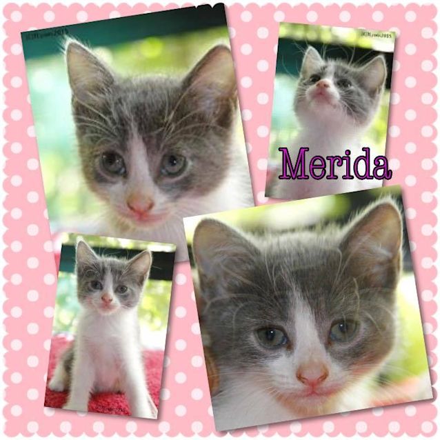 Photo of Merida 