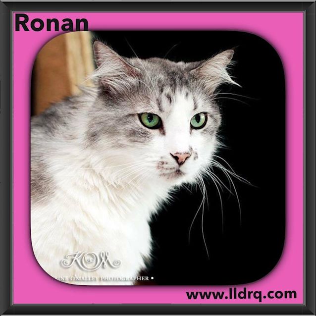 Photo of Ronan 