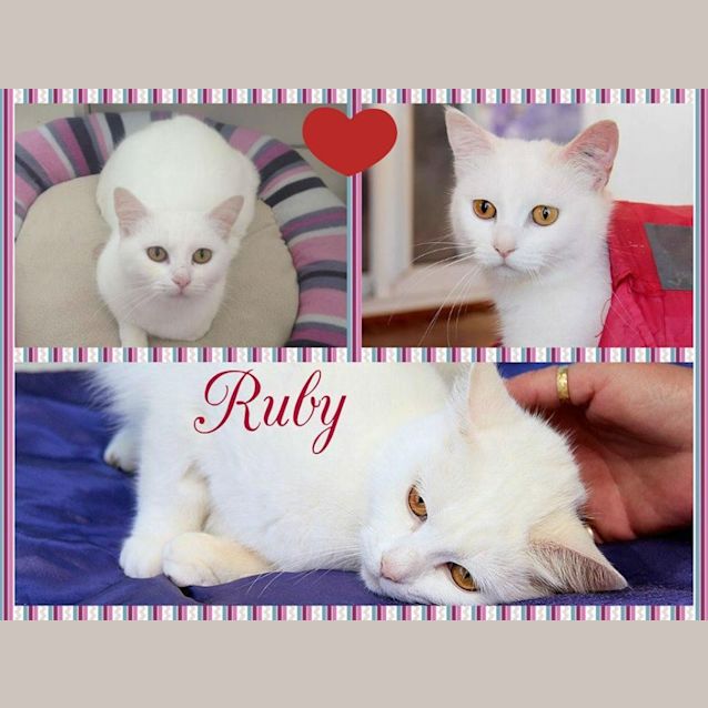 Photo of Ruby 