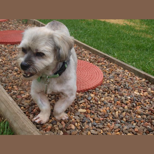 Photo of ***Henry****