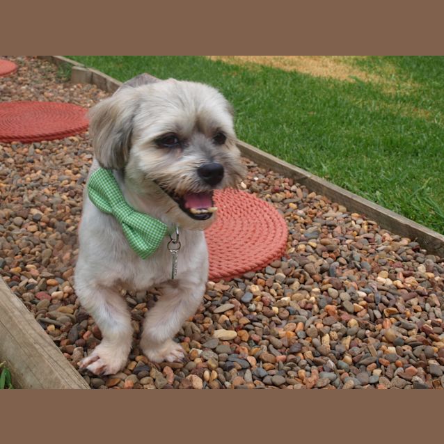 Photo of ***Henry****