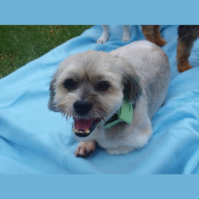 Photo of ***Henry****