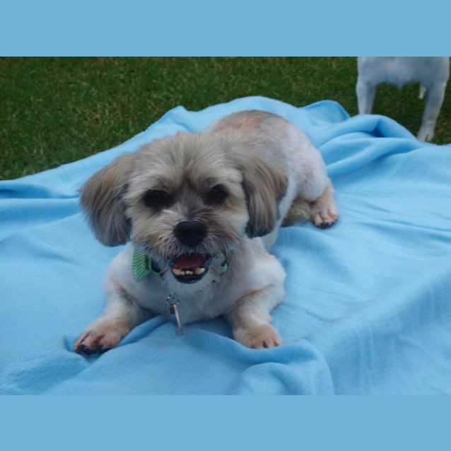 Photo of ***Henry****