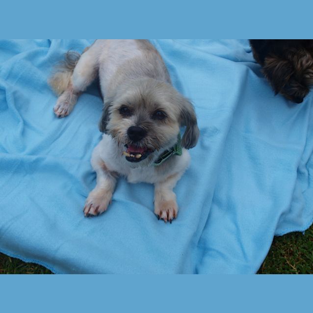 Photo of ***Henry****