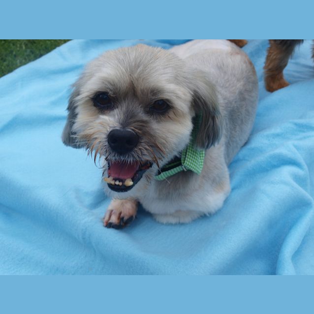 Photo of ***Henry****