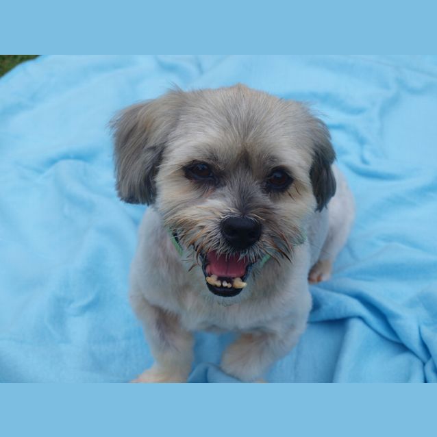 Photo of ***Henry****