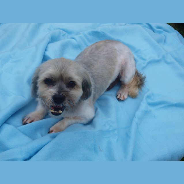 Photo of ***Henry****