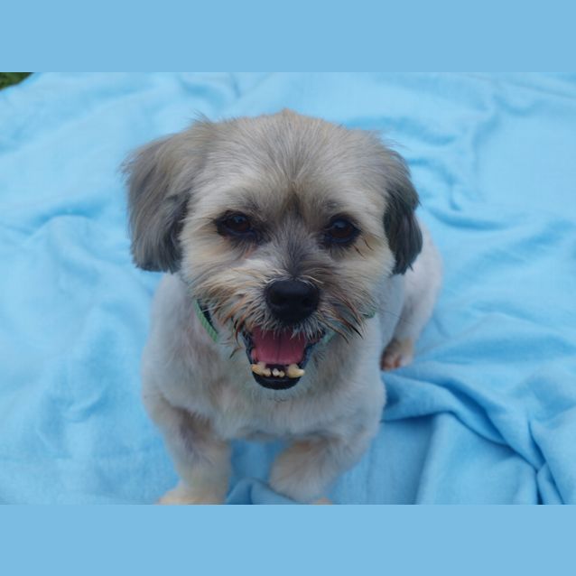 Photo of ***Henry****