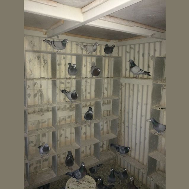 Photo of Racing Pigeons