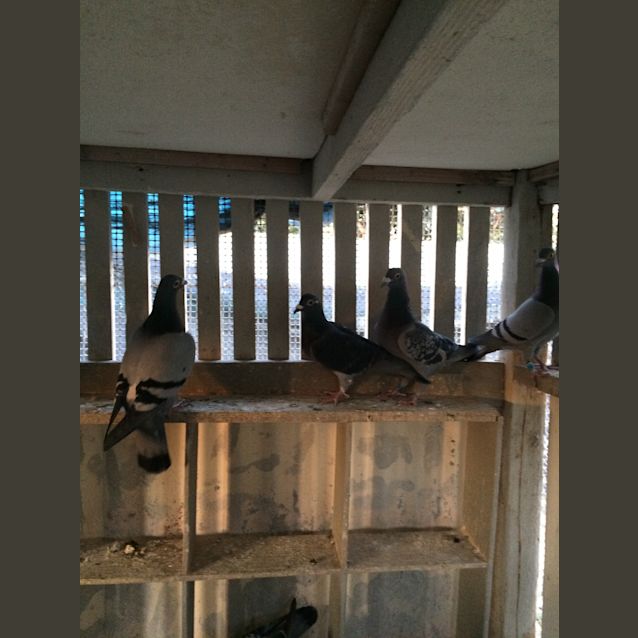 Photo of Racing Pigeons