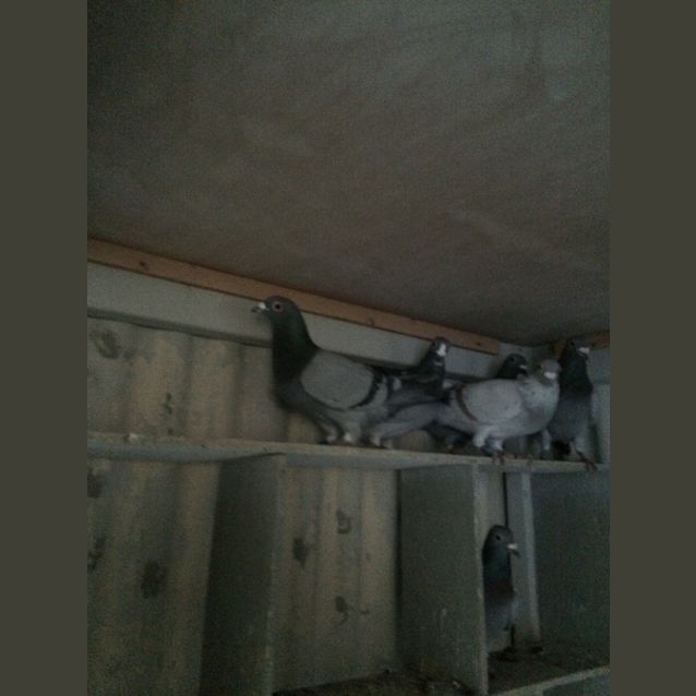 Photo of Racing Pigeons