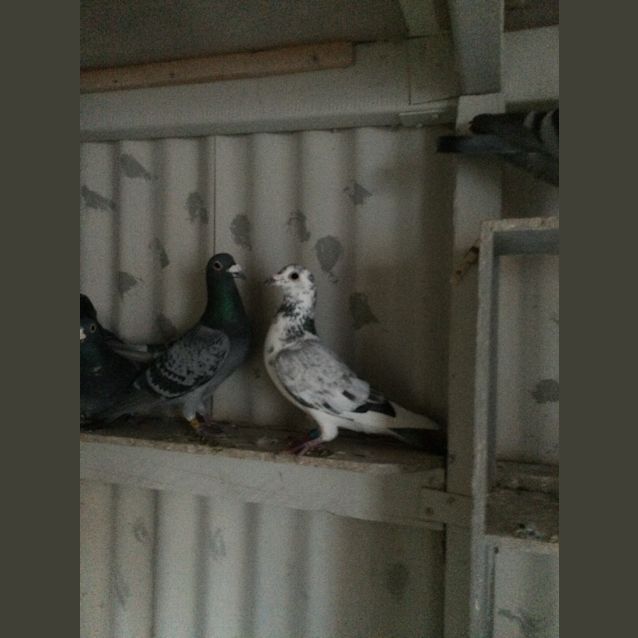 Photo of Racing Pigeons