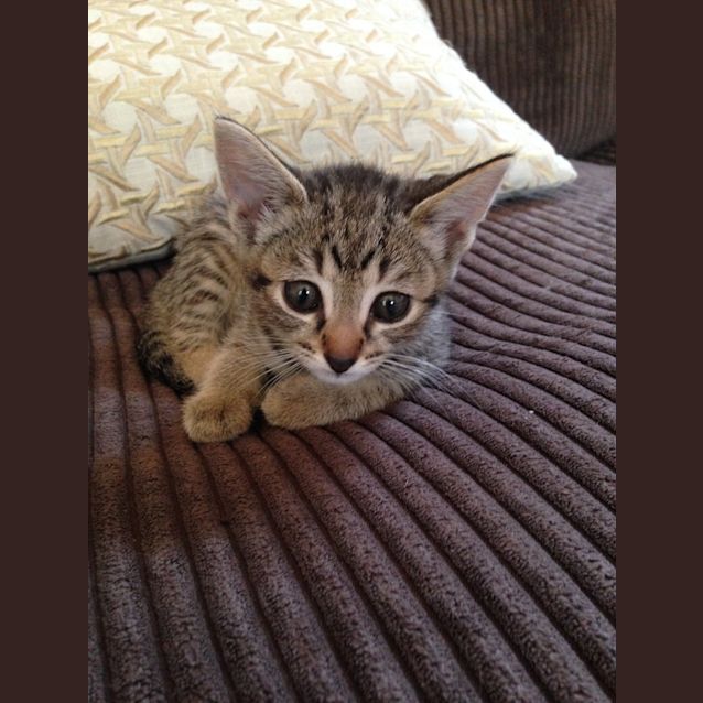 Photo of Phoebe
