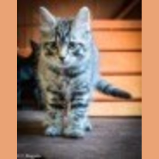 Photo of Solo Ec0086 