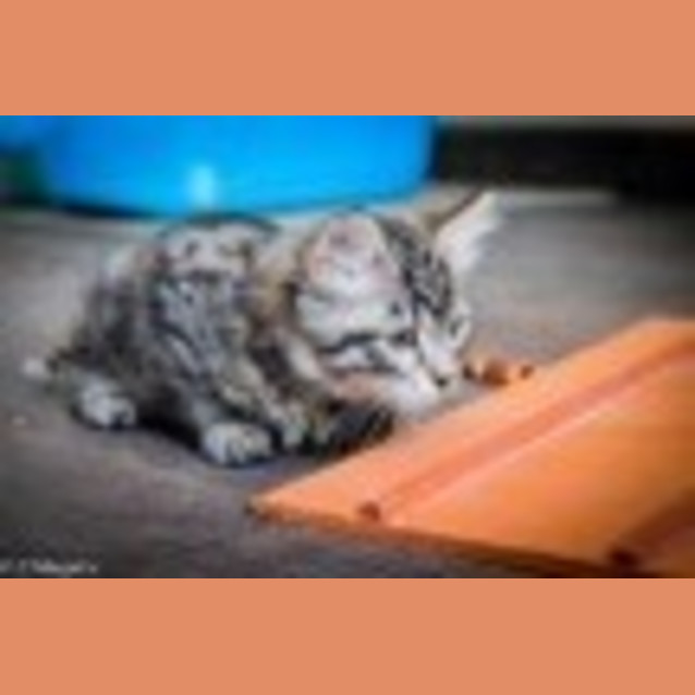 Photo of Solo Ec0086 