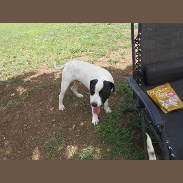 Photo of Connor (Adoption Pending)