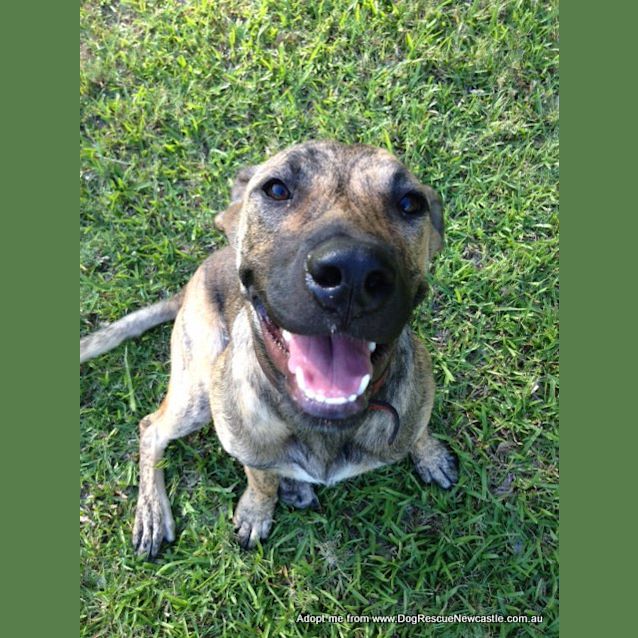 Photo of Macy (On Trial 11/1/15)