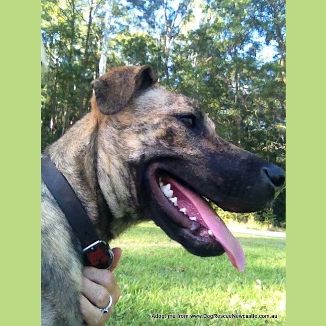 Photo of Macy (On Trial 11/1/15)