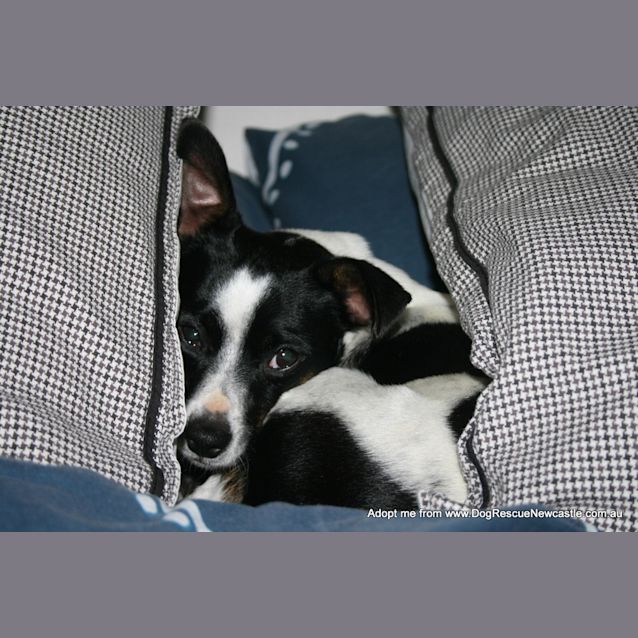 Photo of Missy (On Trial 7/1/15)~ Sweet Fox Terrier