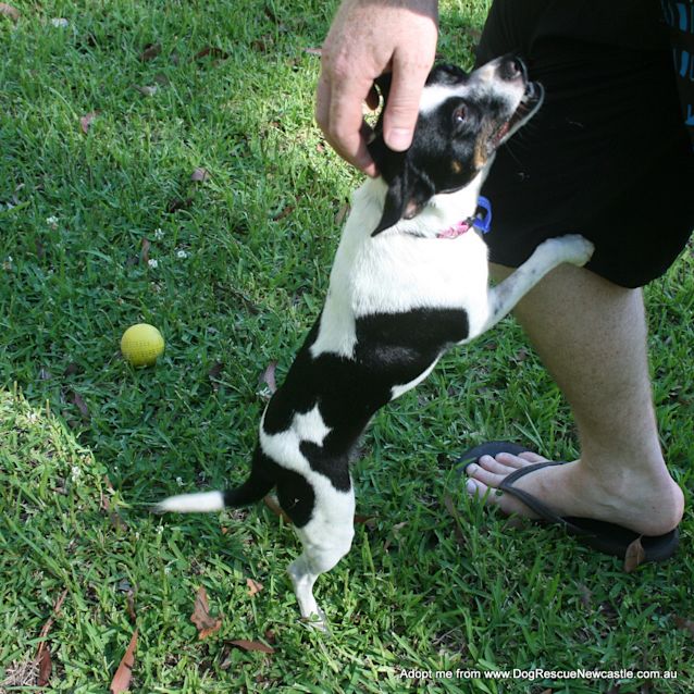 Photo of Missy (On Trial 7/1/15)~ Sweet Fox Terrier
