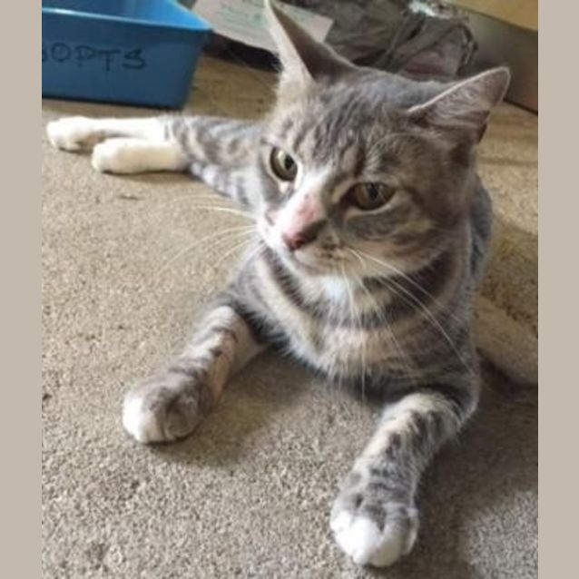 Photo of Nala