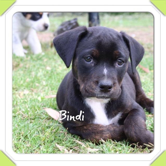 Photo of Bindi