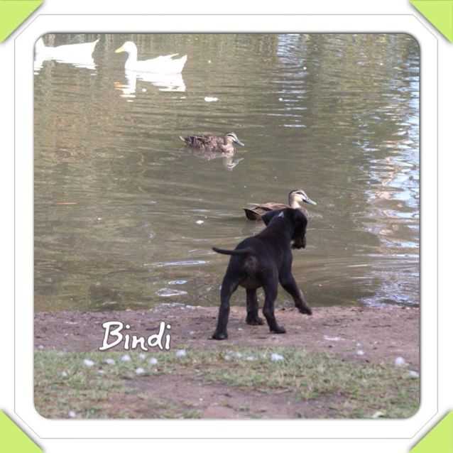Photo of Bindi