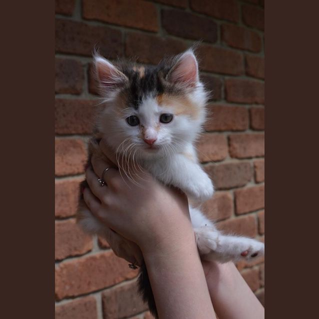 Photo of Rosemary