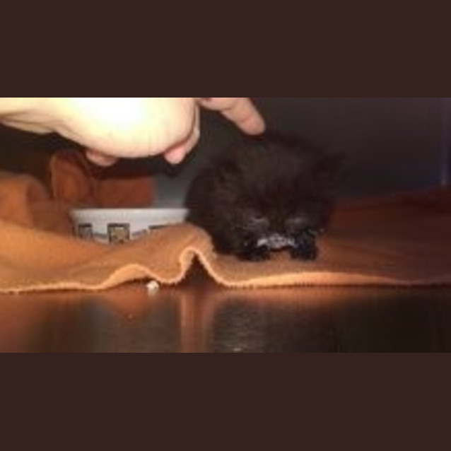 Photo of Sootie