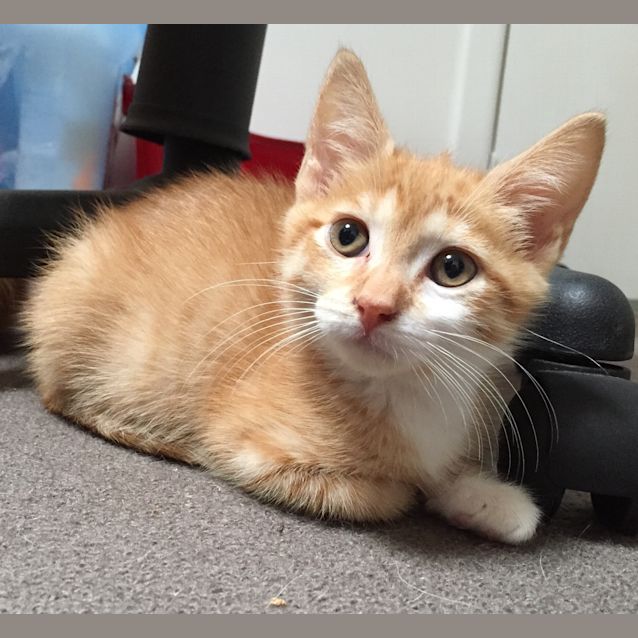Photo of Jinxie