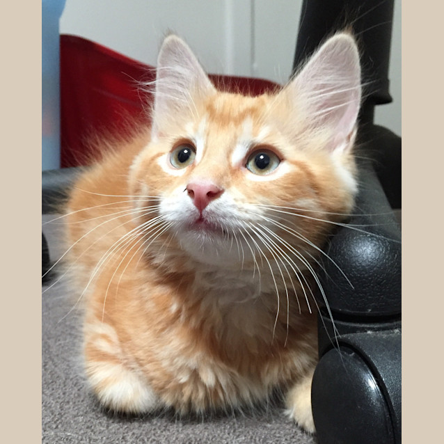 Photo of Chester