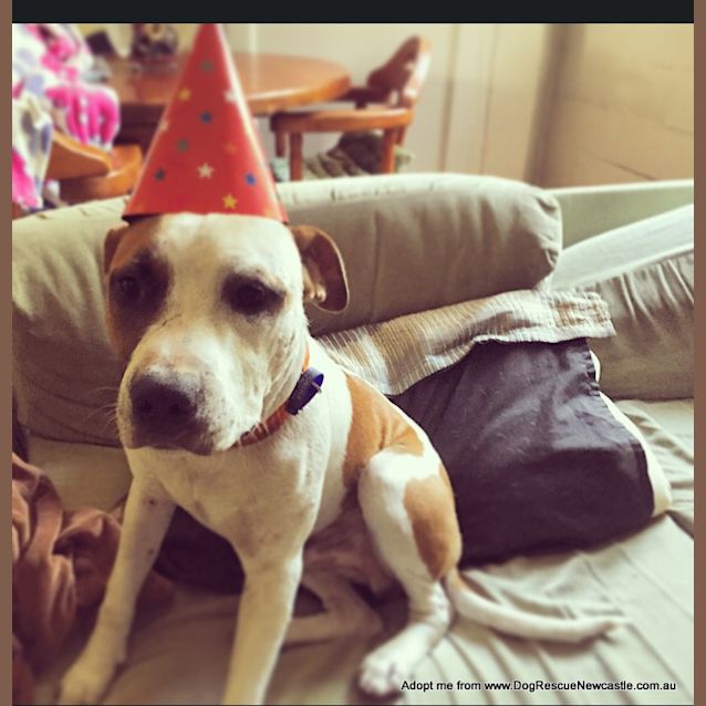 Photo of Zeus (On Trial 17/1/15)~ Staffy 7 Months