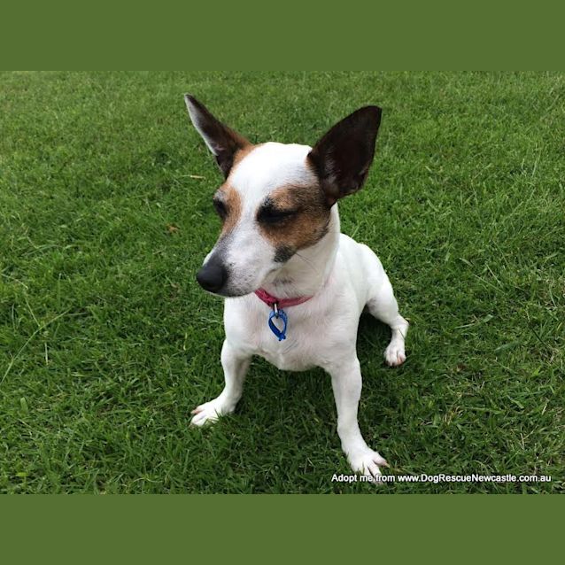 Photo of Tipsy (On Trial 11/1/15)~ Calm Female Jack Russell