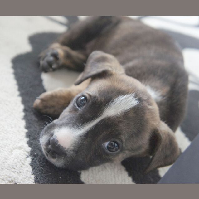 Photo of Zarah (On Trial 14/1/15)~ Staffy X Puppy