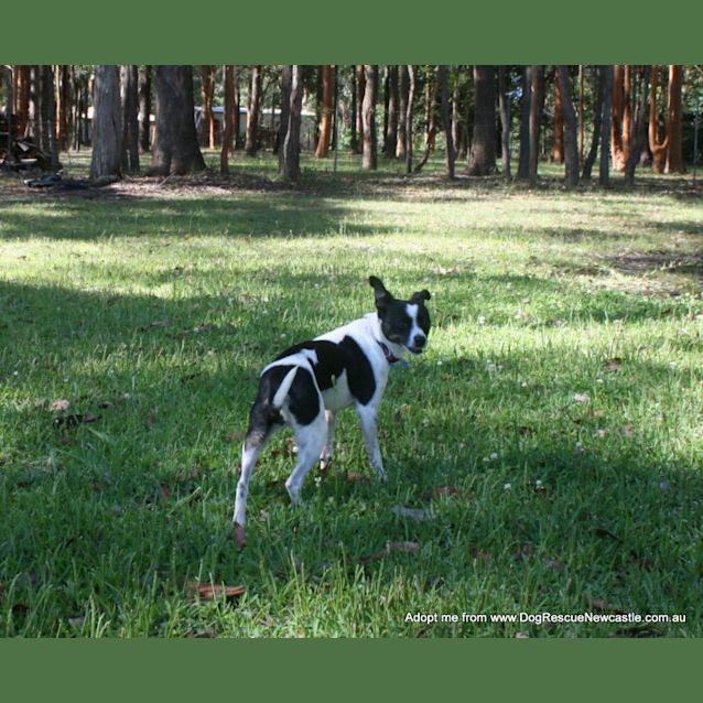 Photo of Missy (On Trial 7/1/15)~ Sweet Fox Terrier