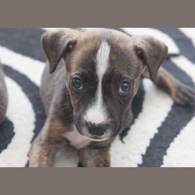 Photo of Zarah (On Trial 14/1/15)~ Staffy X Puppy