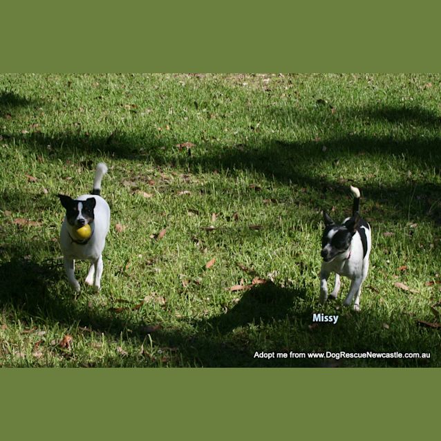 Photo of Missy (On Trial 7/1/15)~ Sweet Fox Terrier