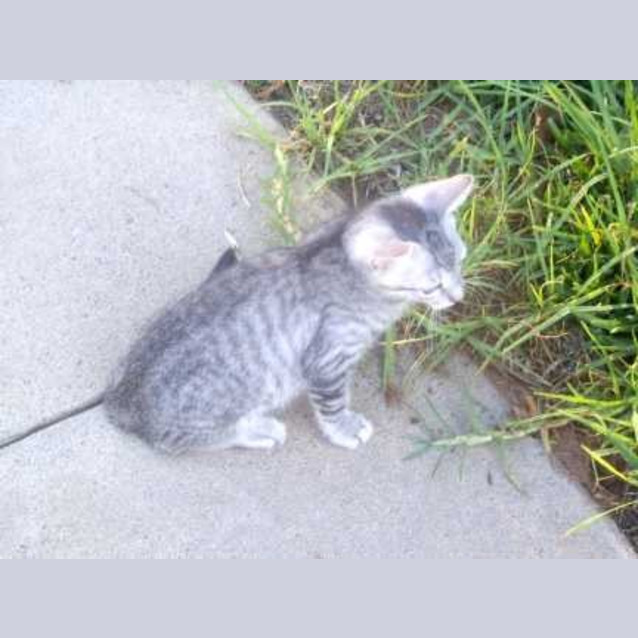 Photo of Tinker